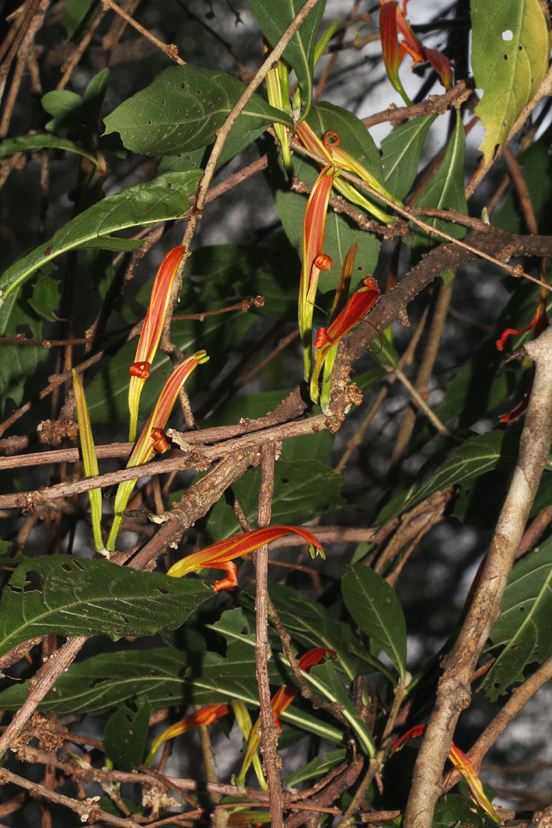 Anisotes sessiliflorus