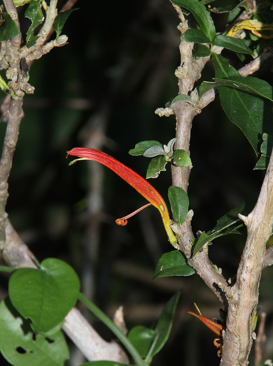 Anisotes sessiliflorus