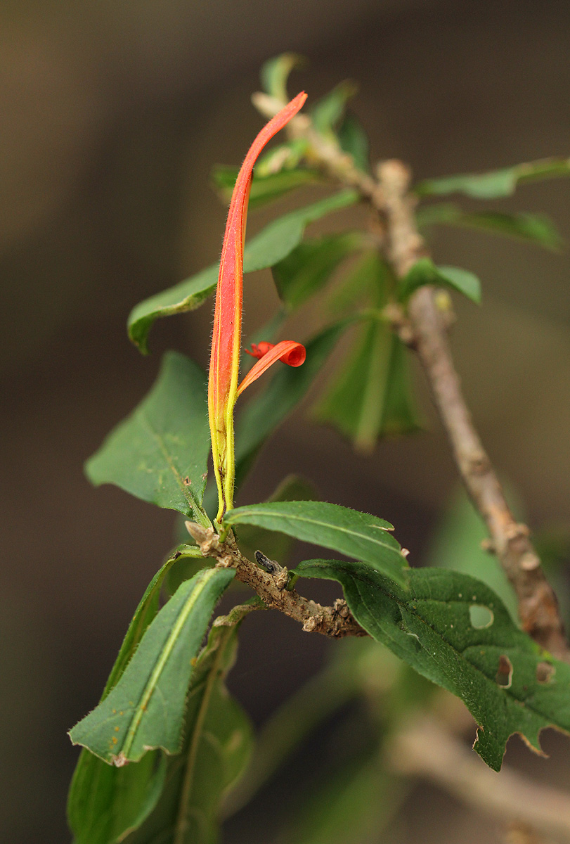 Anisotes sessiliflorus