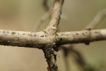 Anisotes sessiliflorus