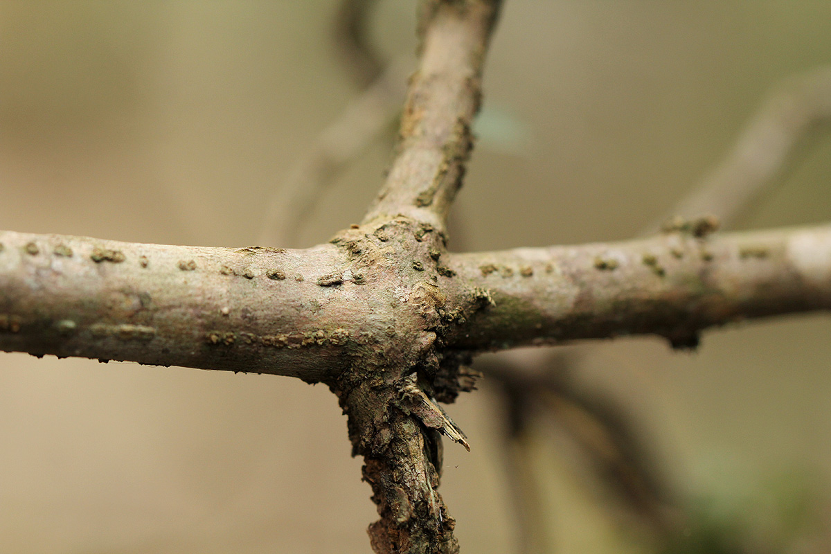 Anisotes sessiliflorus
