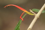 Anisotes sessiliflorus