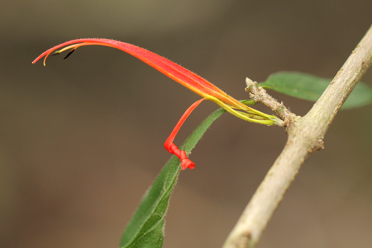Anisotes sessiliflorus