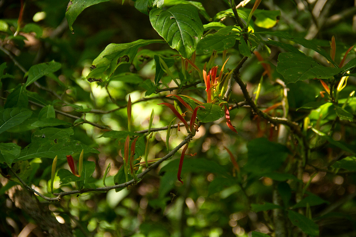 Anisotes sessiliflorus