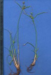 Cyperus uitenhagensis