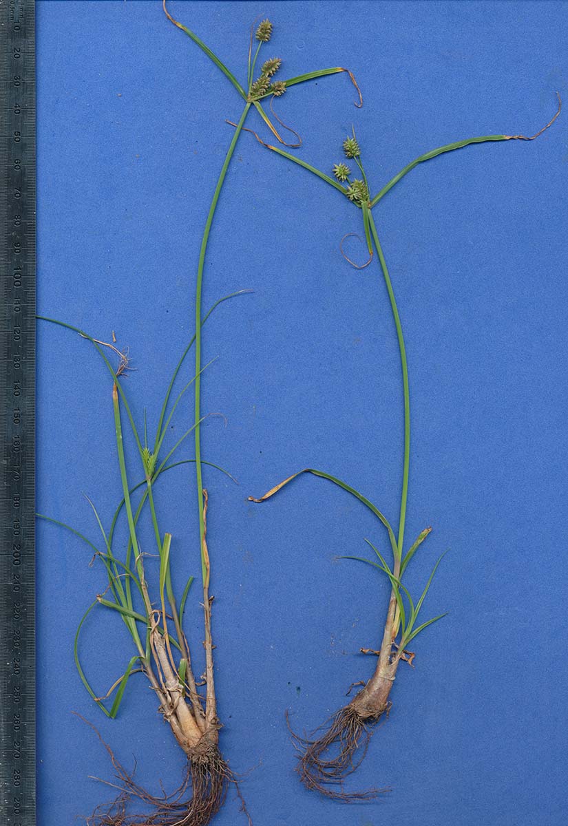 Cyperus uitenhagensis