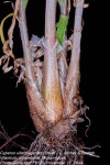 Cyperus uitenhagensis