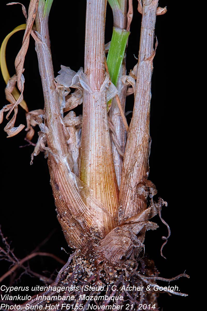 Cyperus uitenhagensis