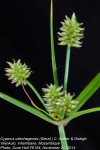 Cyperus uitenhagensis