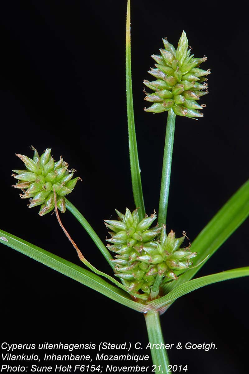 Cyperus uitenhagensis