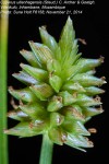 Cyperus uitenhagensis