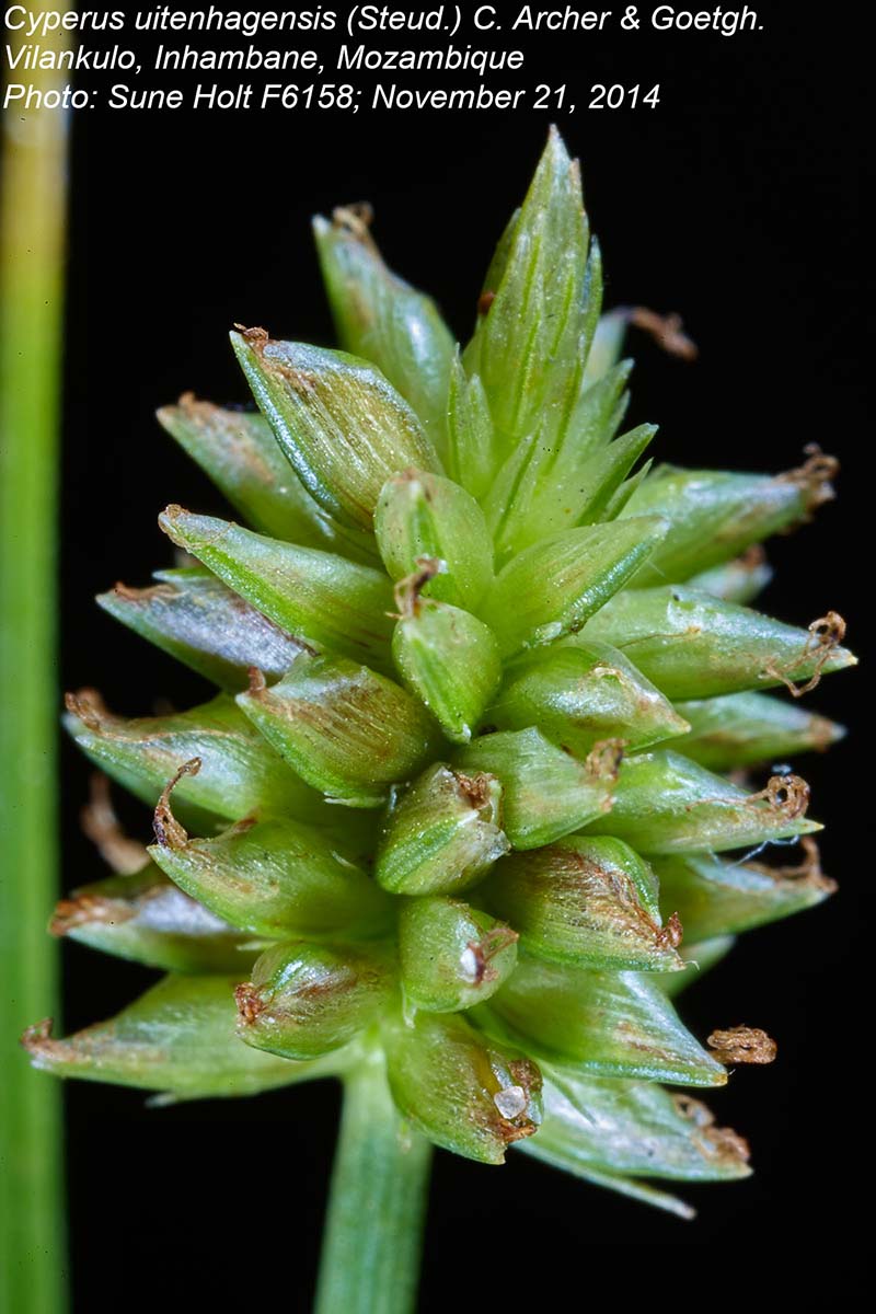 Cyperus uitenhagensis