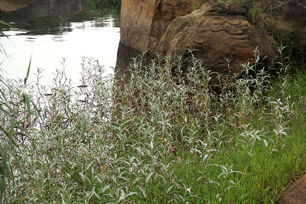 Persicaria senegalensis f. albotomentosa