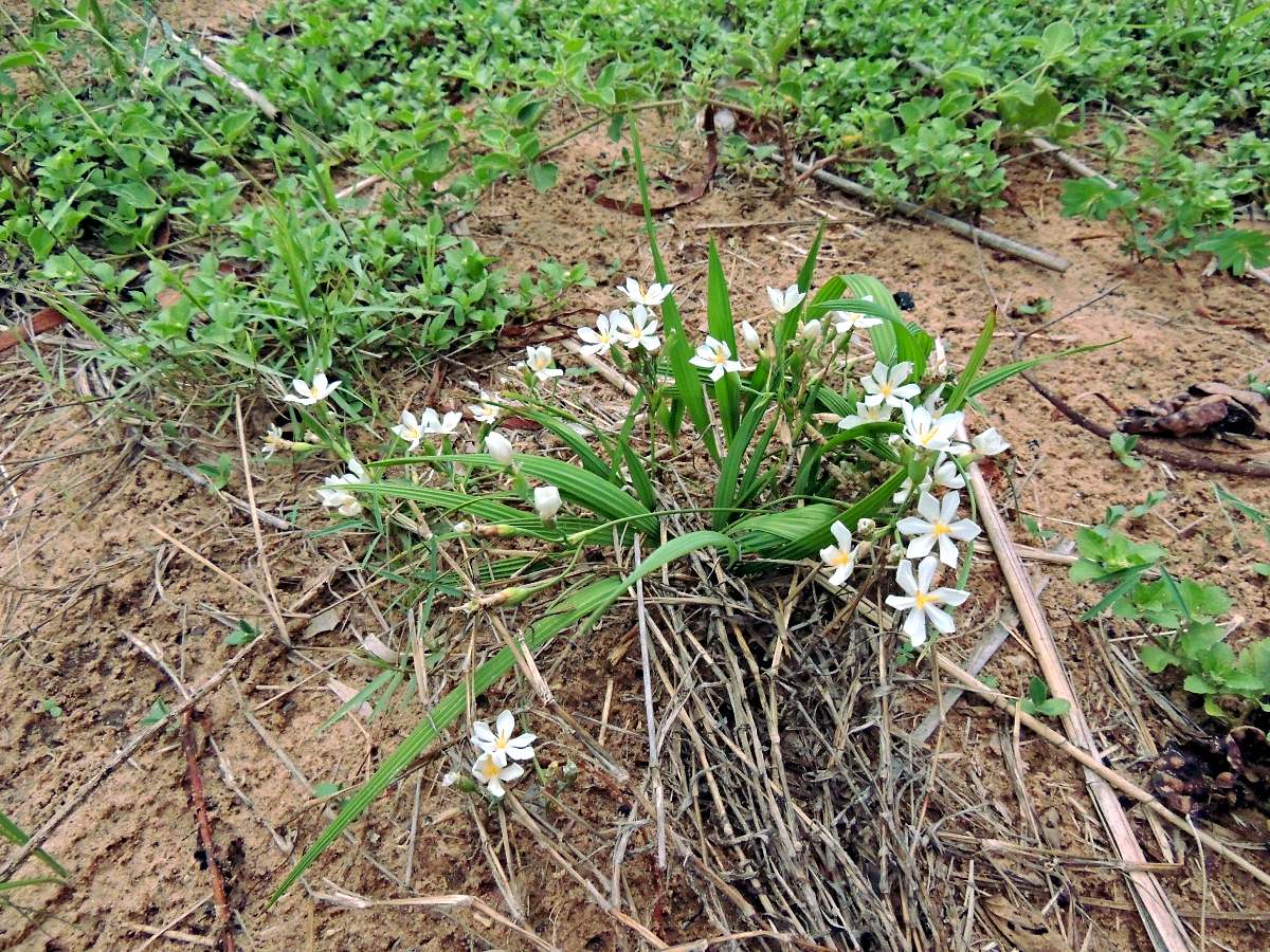 Eleutherine bulbosa