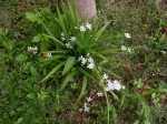 Eleutherine bulbosa