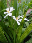 Eleutherine bulbosa