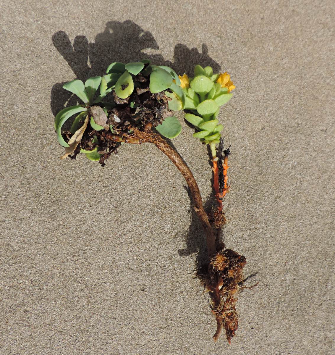 Alectra dunensis