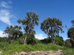 Aloidendron tongaense