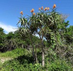 Aloidendron tongaense