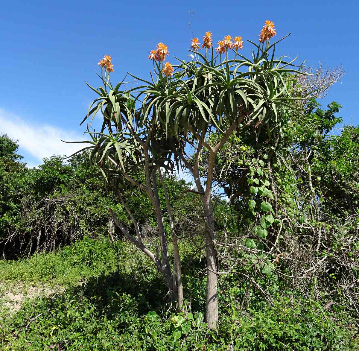 Aloidendron tongaense