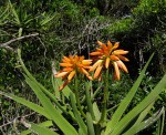 Aloidendron tongaense