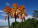 Aloidendron tongaense