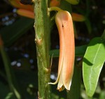 Aloidendron tongaense