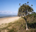 Aloidendron tongaense