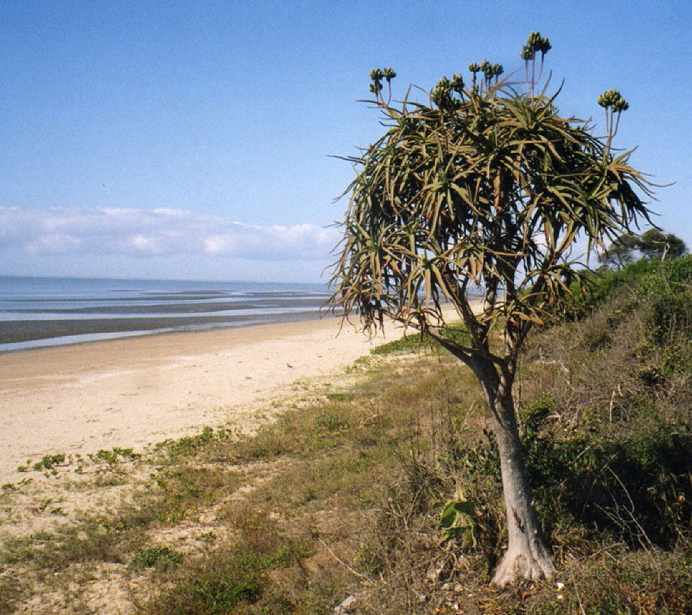 Aloidendron tongaense