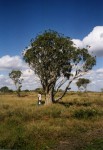 Aloidendron tongaense