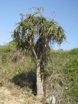 Aloidendron tongaense