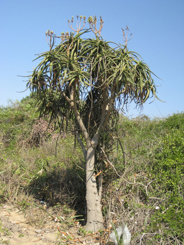 Aloidendron tongaense