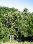 Aloidendron tongaense