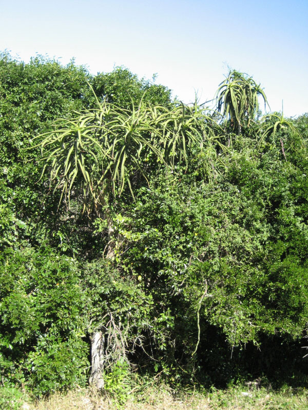 Aloidendron tongaense