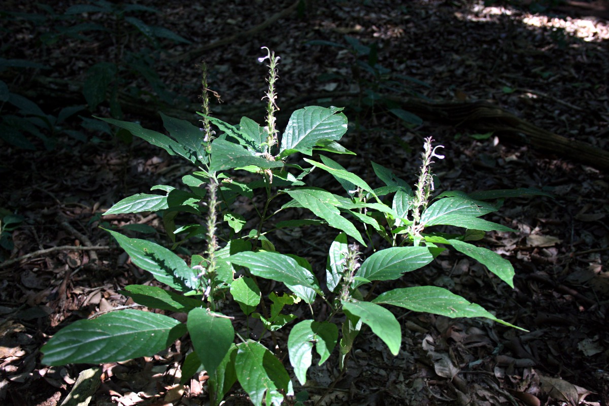 Cephalophis lukei
