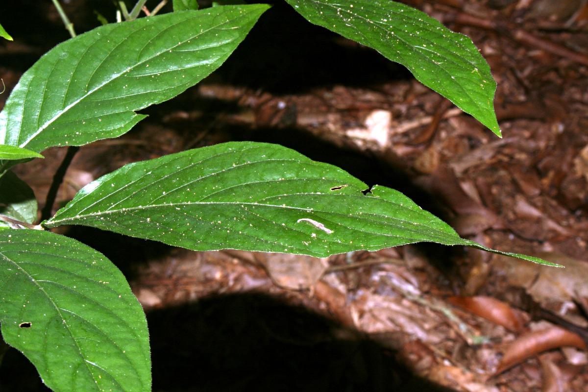 Cephalophis lukei