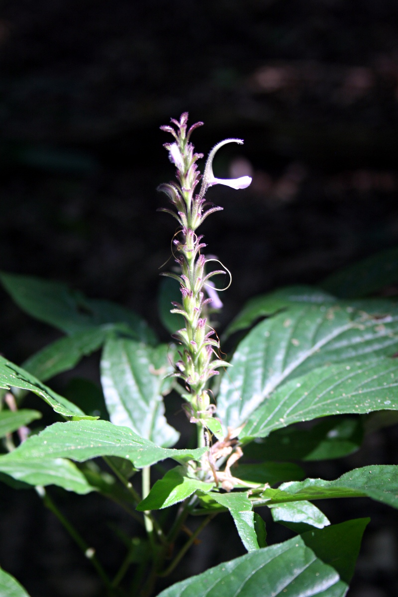 Cephalophis lukei