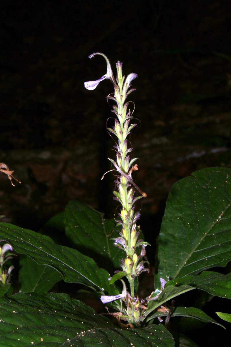 Cephalophis lukei