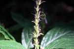 Cephalophis lukei
