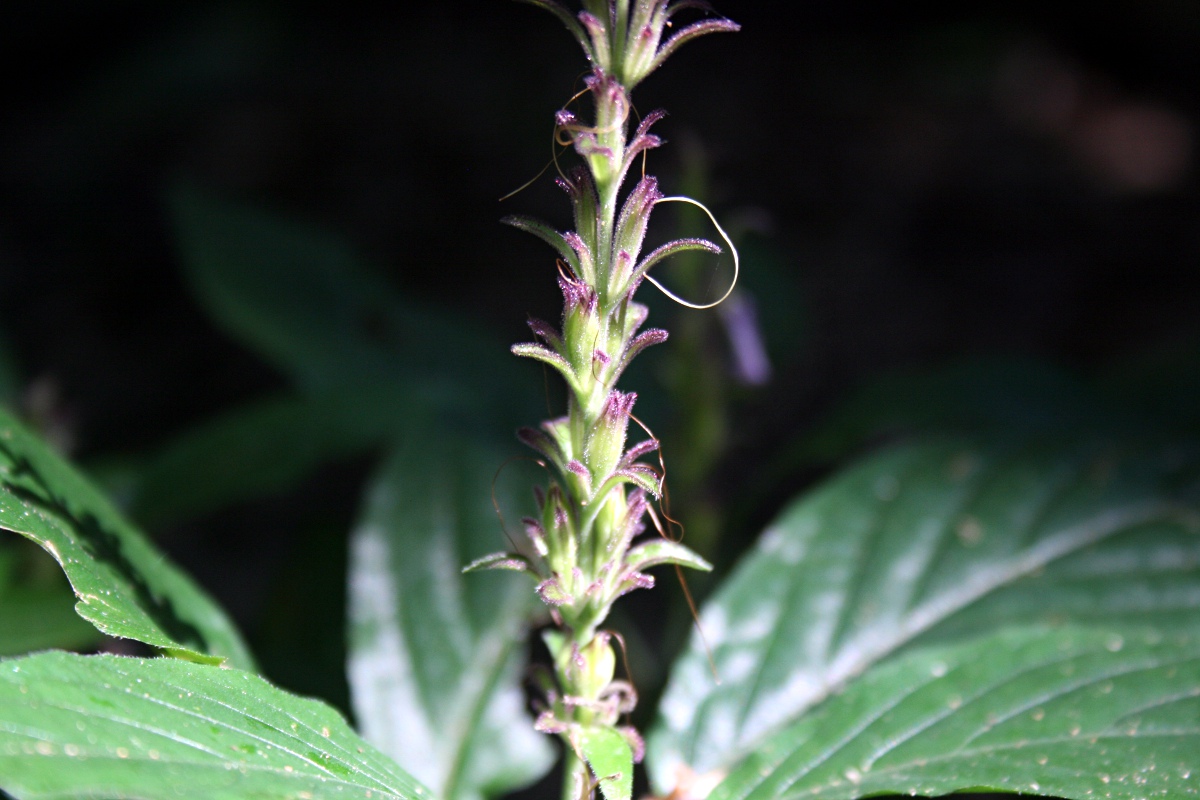 Cephalophis lukei