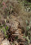 Aloe mossurilensis