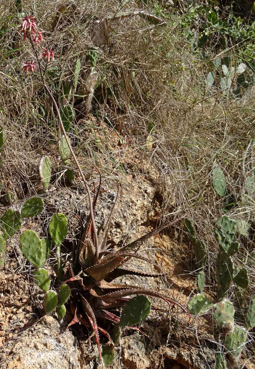 Aloe mossurilensis