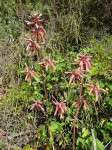 Aloe mossurilensis