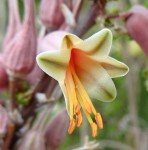 Aloe mossurilensis