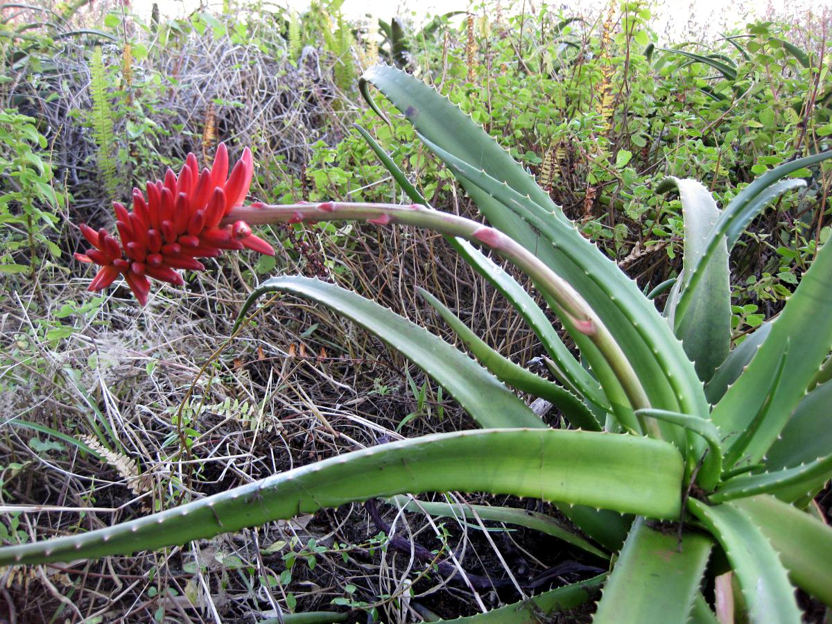 Aloe ribauensis