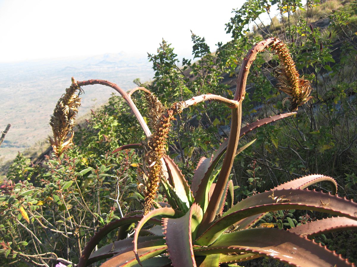 Aloe ribauensis