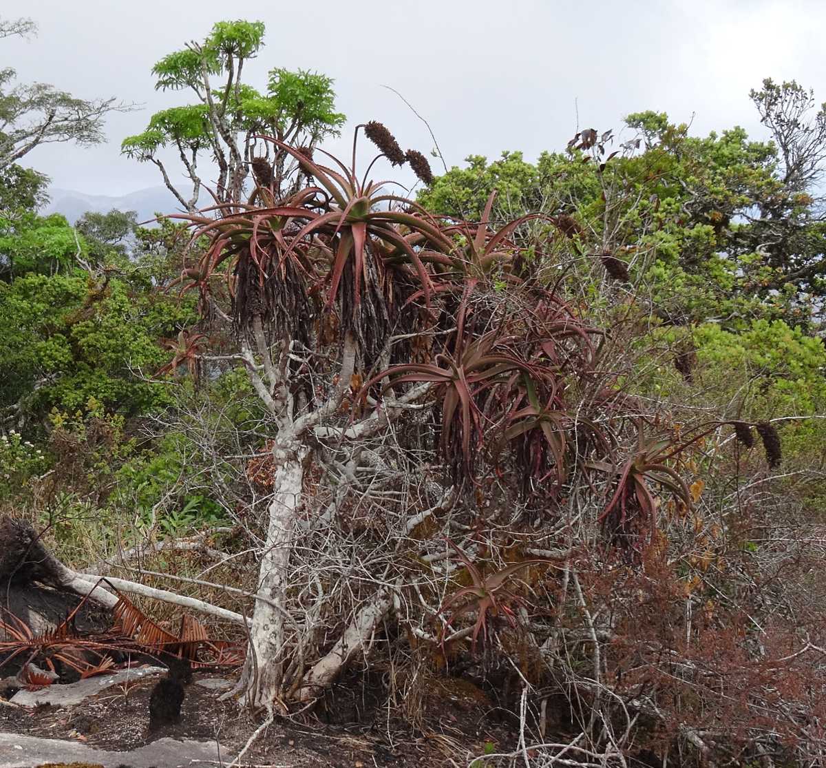 Aloe ribauensis