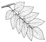 Pterocarpus tinctorius