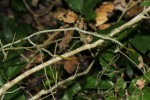 Microcoelia megalorrhiza