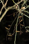 Microcoelia megalorrhiza
